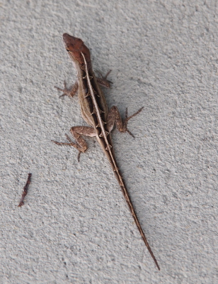 [A back view of a lizard with a long white stripe down its entire backside and from the stripe white marks fan out to the sides at regular intervals.]